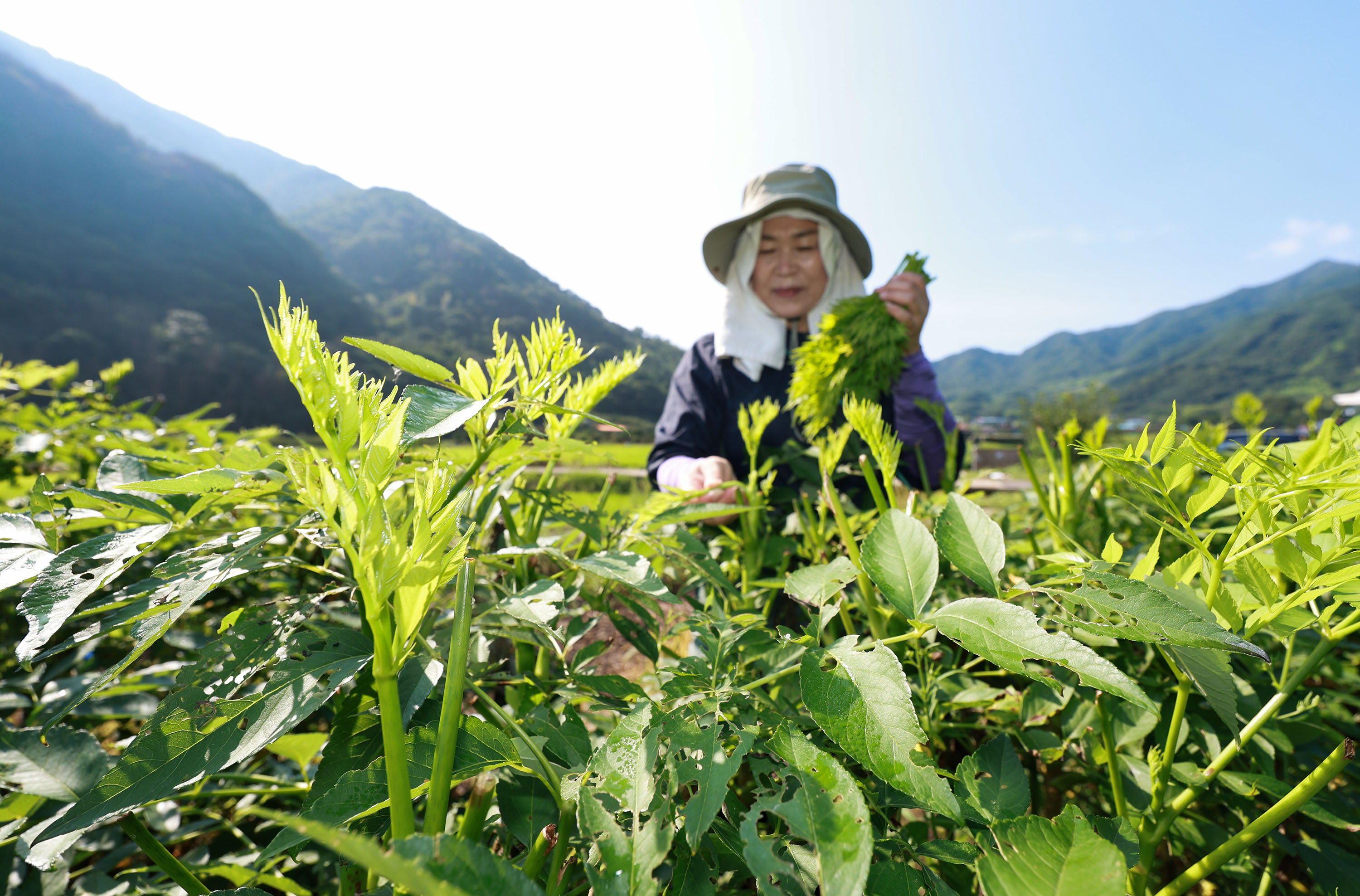 ‘희망 움트는 산청’ 산불·호우 이겨낸 여름 두릅 수확 3