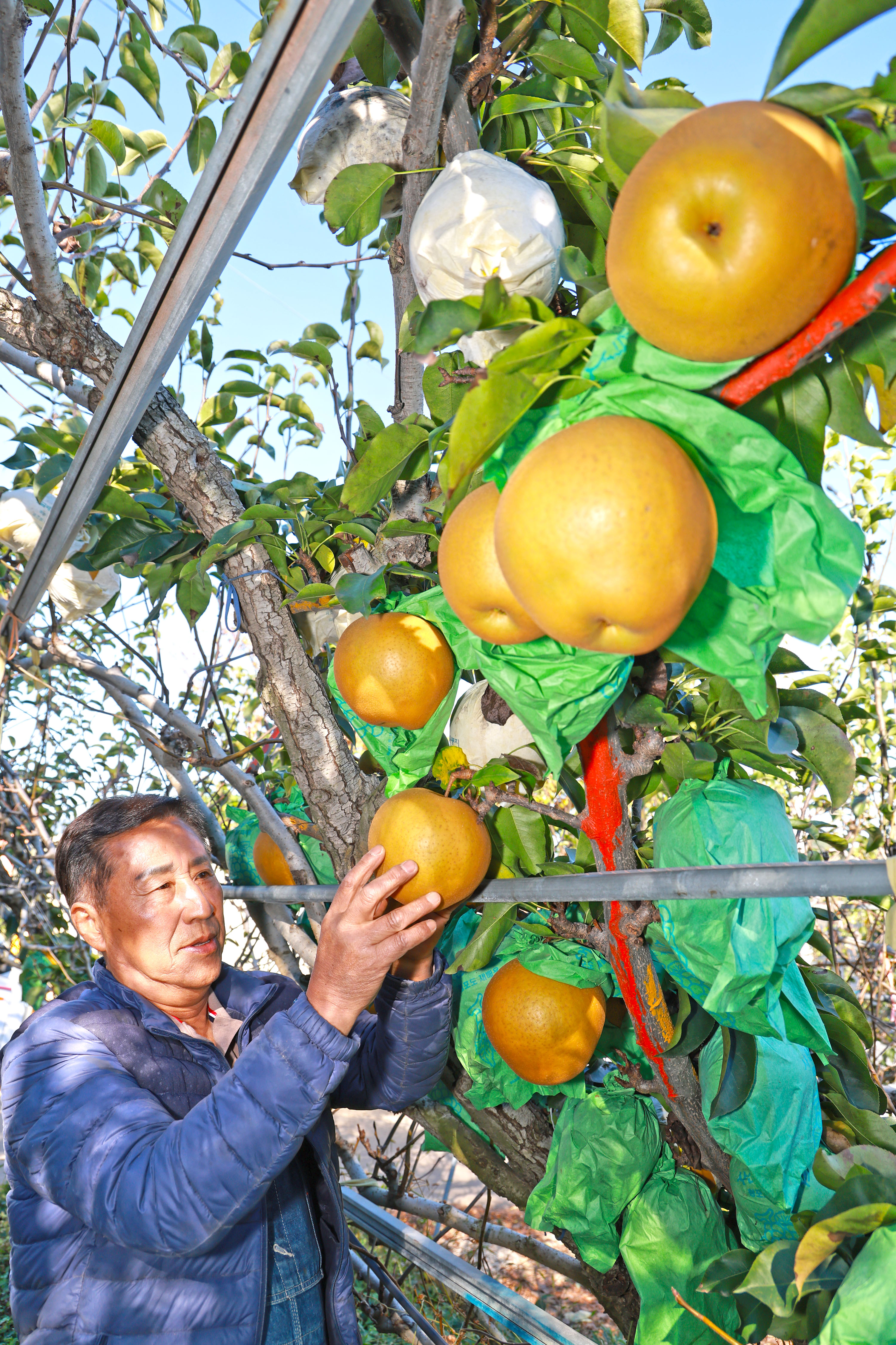 “지리산 청정골 산청에서 자란 대왕배 맛 보세요” 2