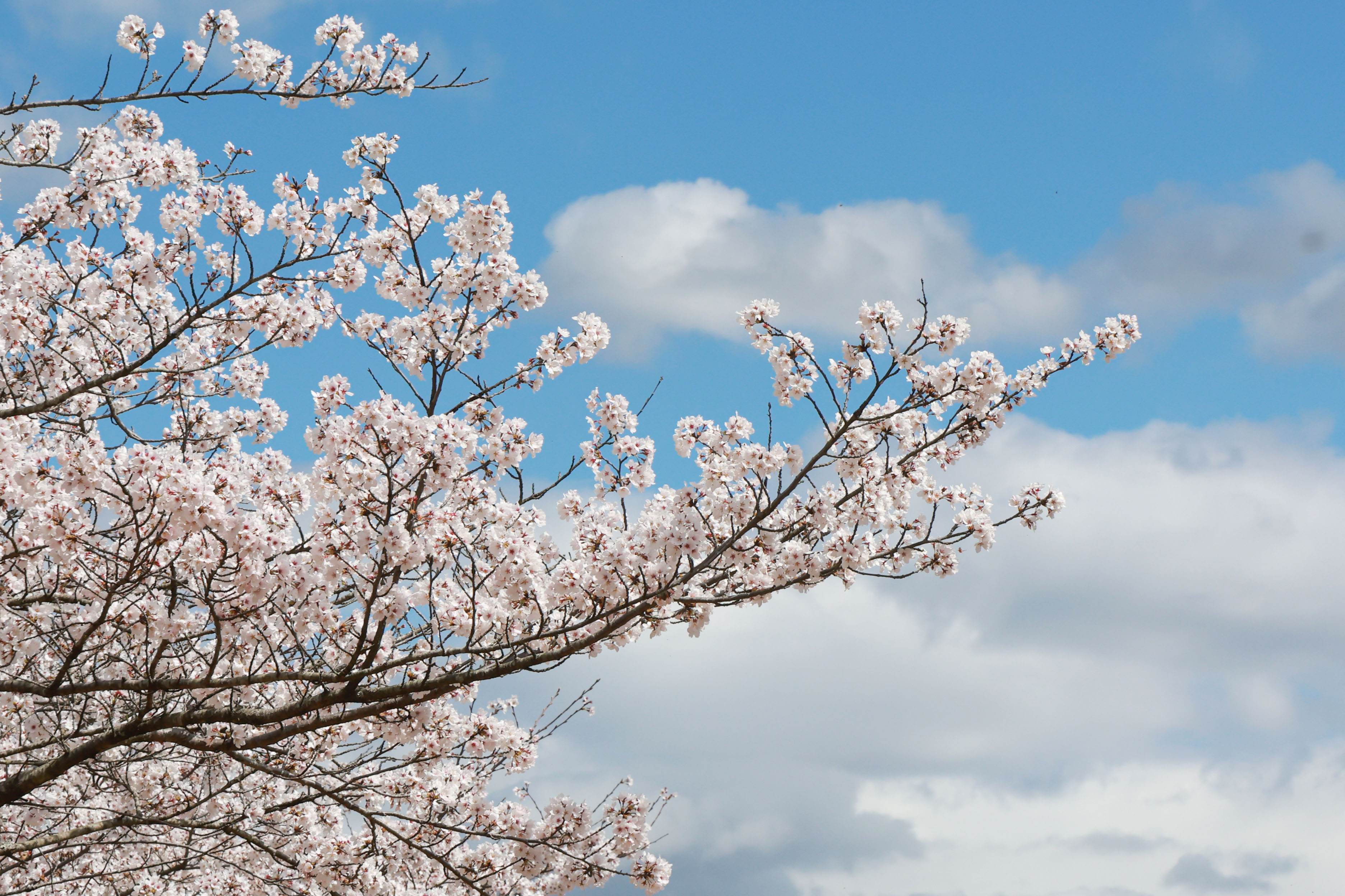 “신안면 원지강변 벚꽃길에서 봄을 만끽하세요” 4