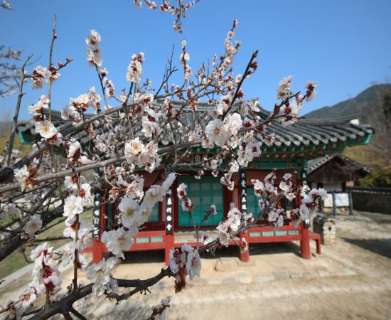 산천재 남명매(산청 3매) 이미지