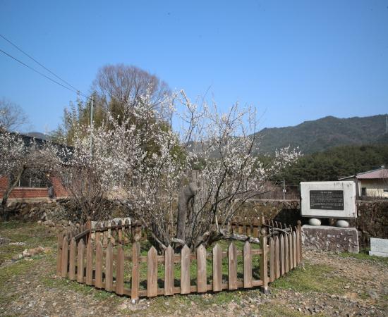 단속사 정당매(산청 3매) 이미지